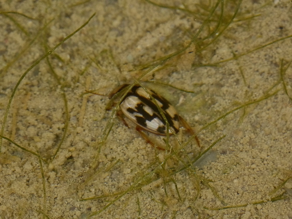 Dytiscidae - Nebrioporus sansii e Nebrioporus elegans